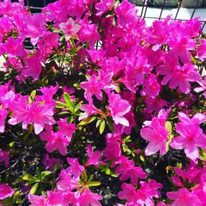 イースタニゼーションの時代が来るのか？