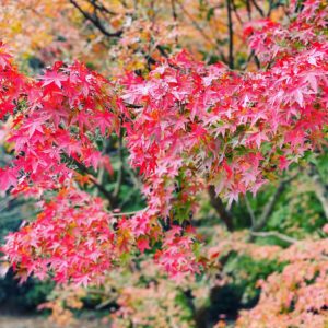 クリスマスプレゼントセール